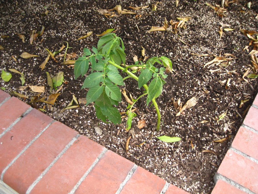 March 2016 in the Liles' front yard