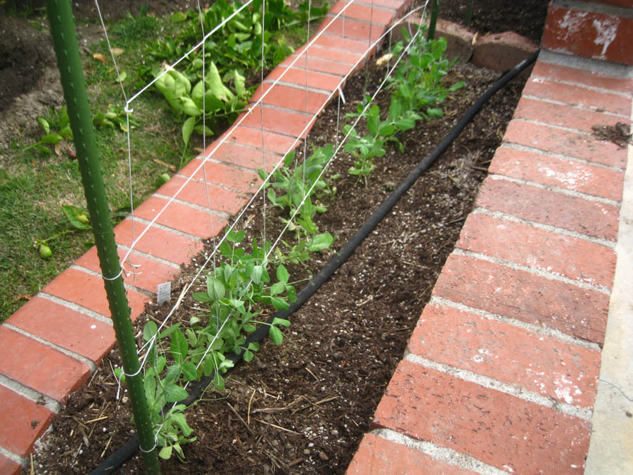 March 2016 in the Liles' front yard