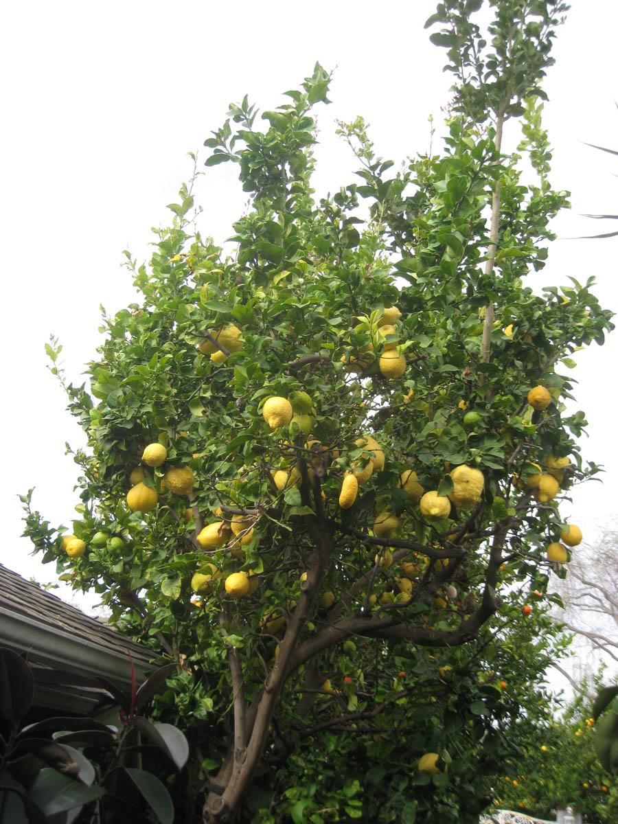 March 2016 in the Liles' front yard