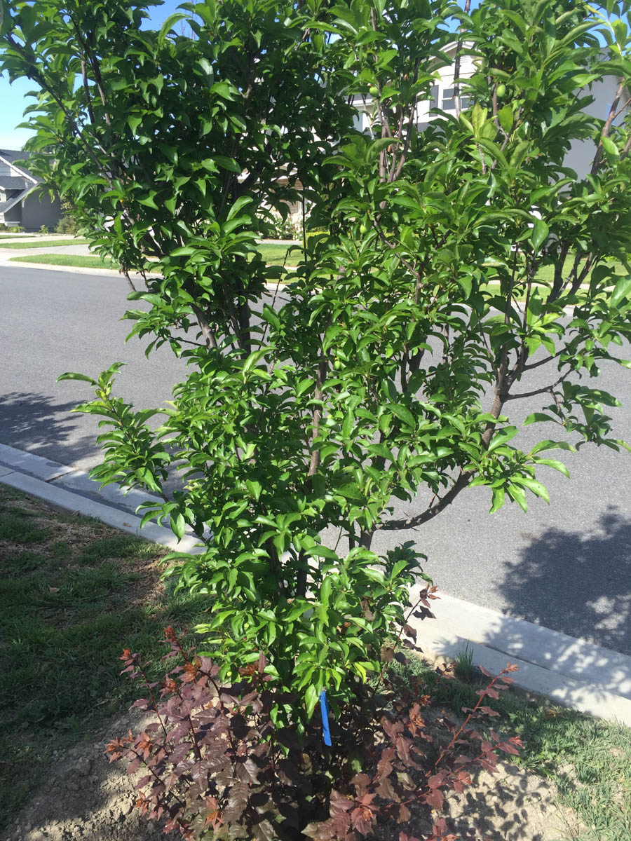 Paul & Sue's Garden April 2016