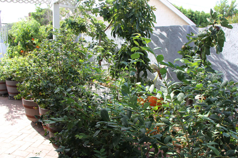 Paul and Sue's Vegetable Garden July 24th 2016