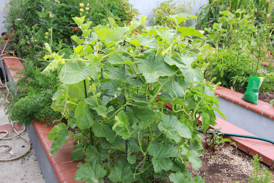 Paul and Sue's Vegetable Garden June 2016