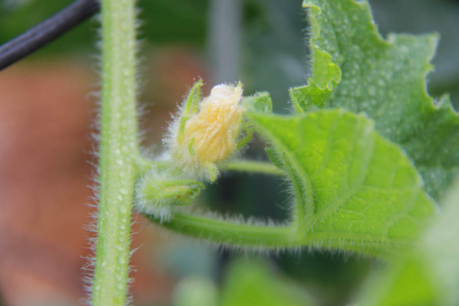 Paul and Sue's Vegetable Garden June 2016