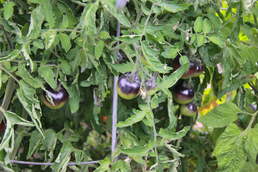 Paul and Sue's Vegetable Garden June 2016