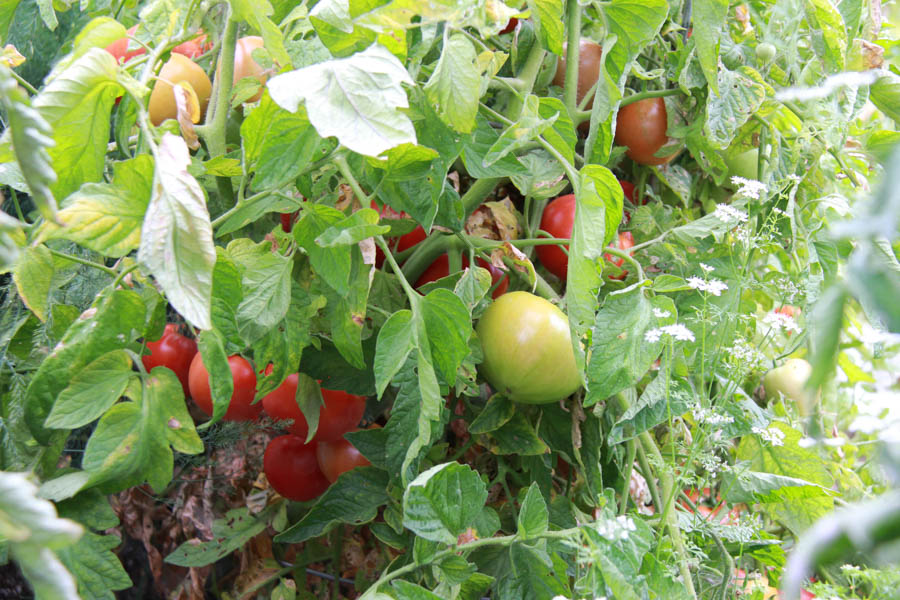 Paul and Sue's Vegetable Garden June 2016