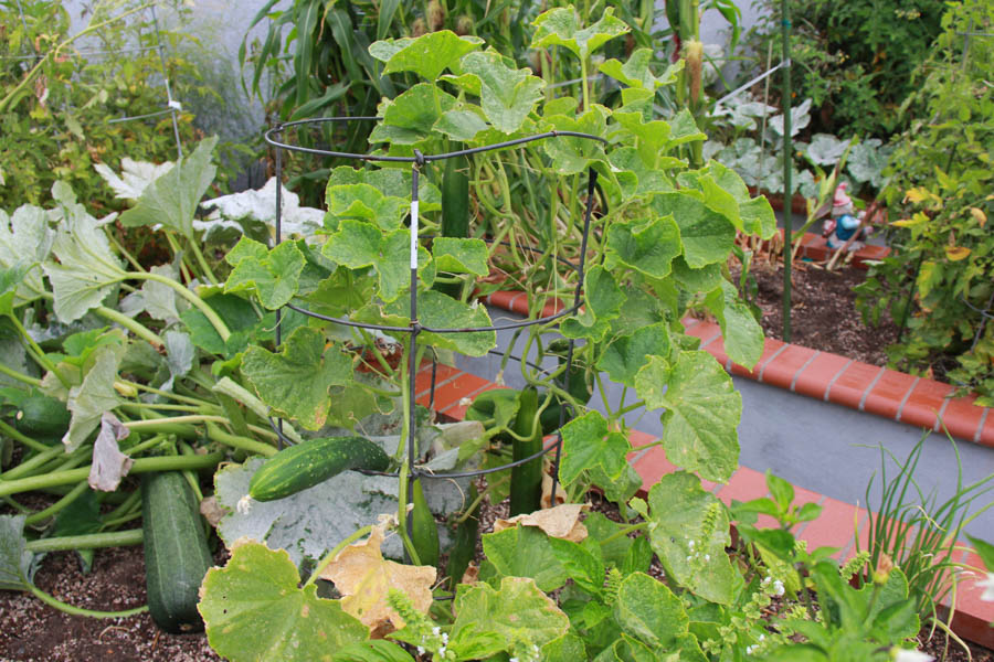 Paul and Sue's Vegetable Garden June 2016