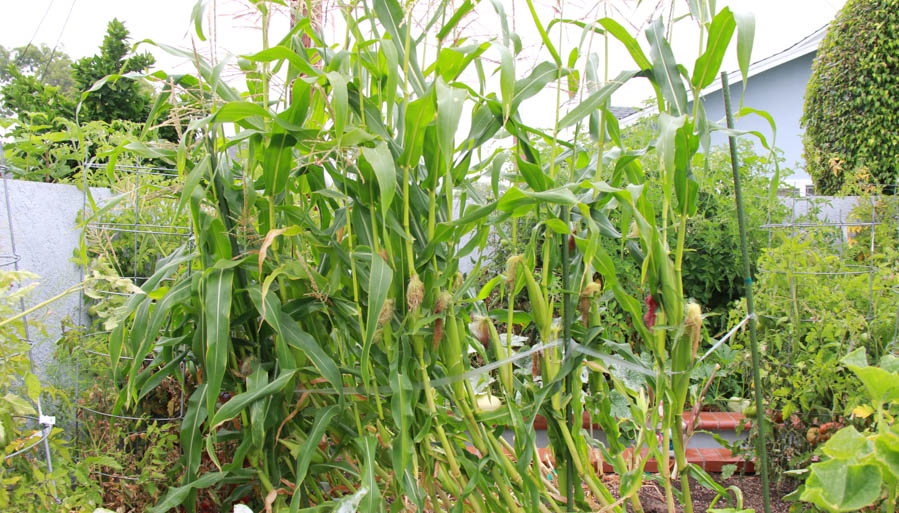 Paul and Sue's Vegetable Garden June 2016