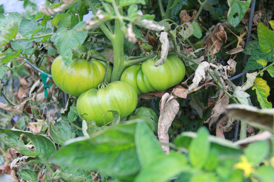 Paul and Sue's Vegetable Garden June 2016