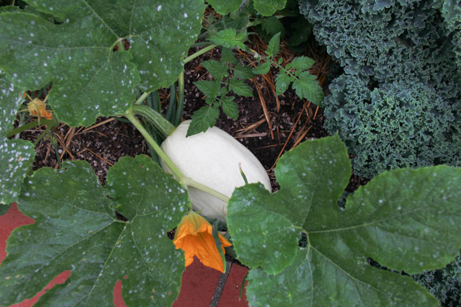 Paul and Sue's Vegetable Garden June 2016