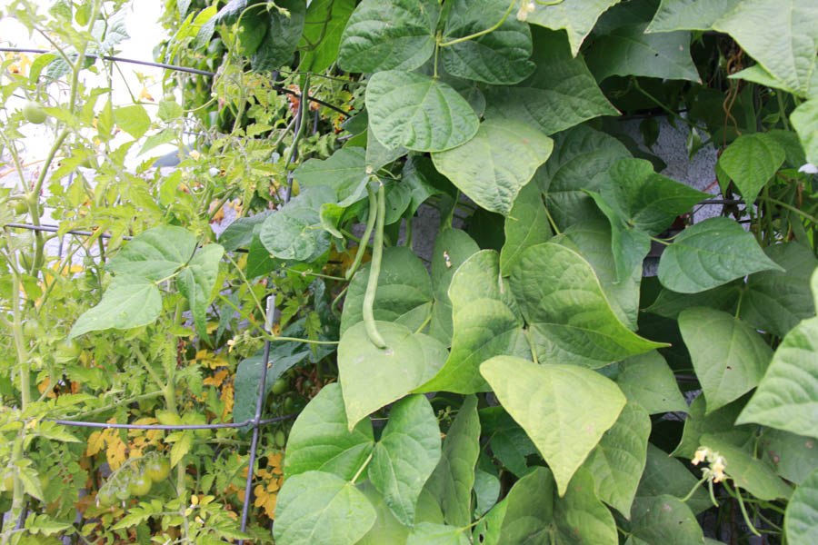 Paul and Sue's Vegetable Garden June 2016