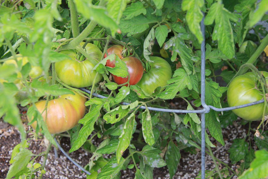 Paul and Sue's Vegetable Garden June 2016