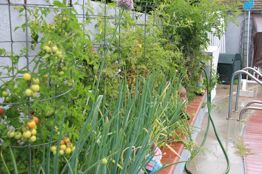 Paul and Sue's Vegetable Garden June 2016