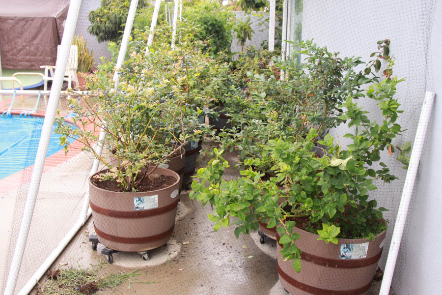 Paul and Sue's Vegetable Garden June 2016