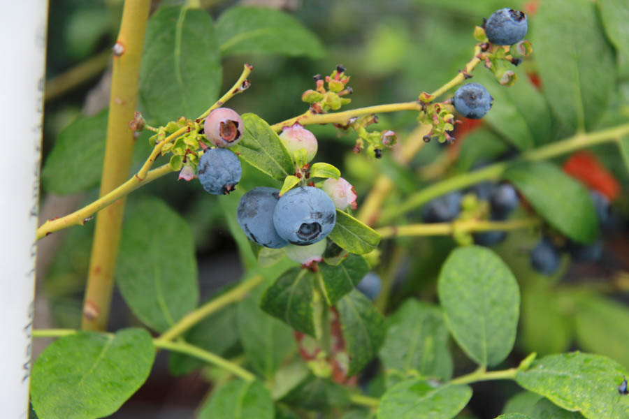 Paul and Sue's Vegetable Garden June 2016