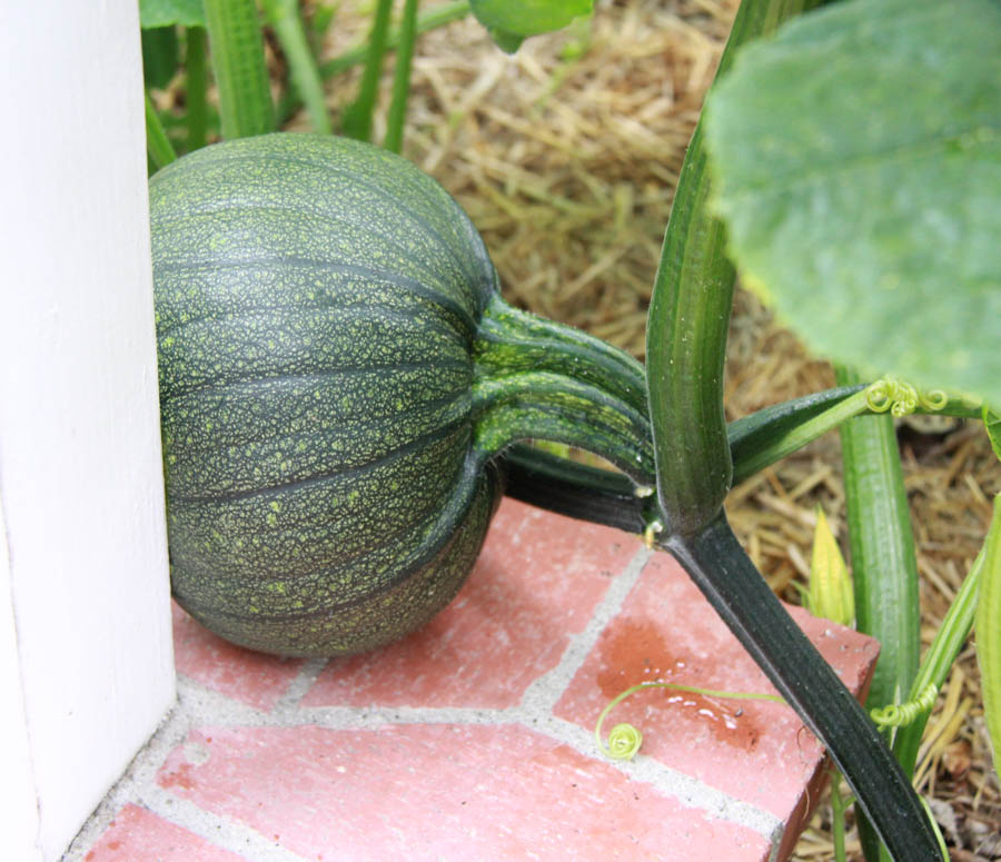 Paul and Sue's Vegetable Garden June 2016