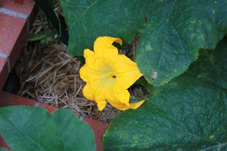 Paul and Sue's Vegetable Garden June 2016