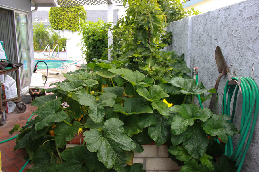 Paul and Sue's Vegetable Garden June 2016