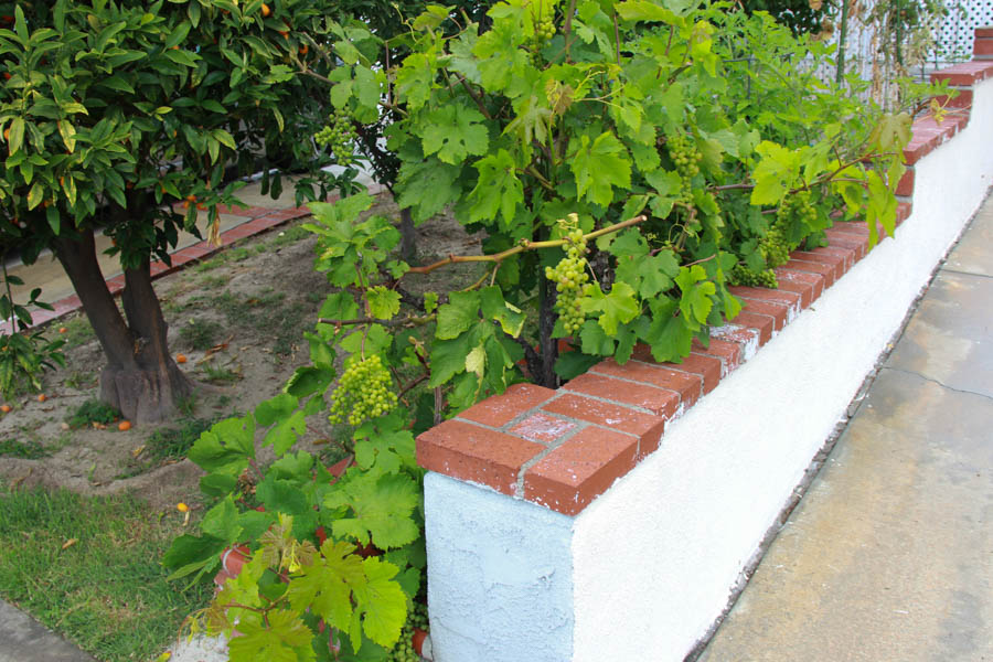 Paul and Sue's Vegetable Garden June 2016