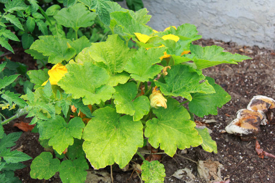 Paul and Sue's Vegetable Garden June 2016