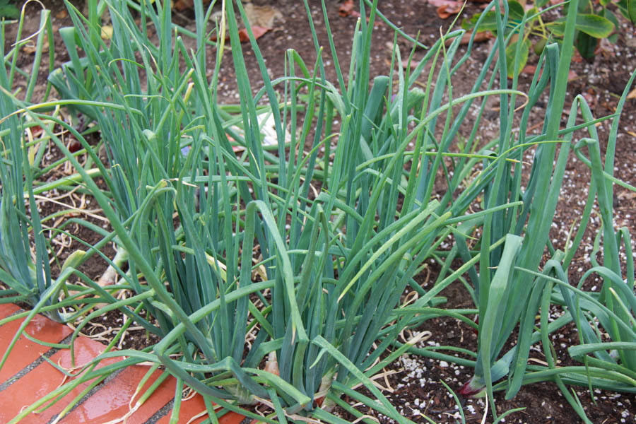 Paul and Sue's Vegetable Garden June 2016