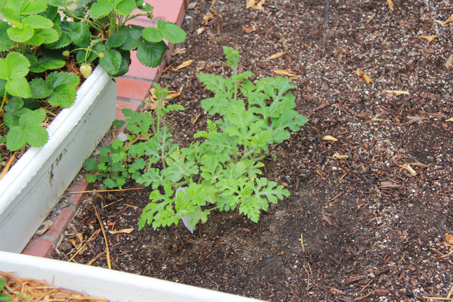 Paul and Sue's Vegetable Garden June 2016