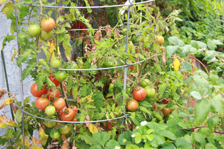 Paul and Sue's Vegetable Garden June 2016