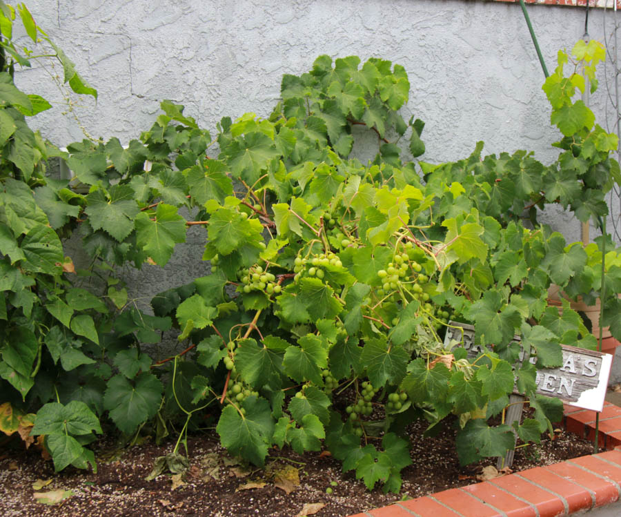 Paul and Sue's Vegetable Garden June 2016