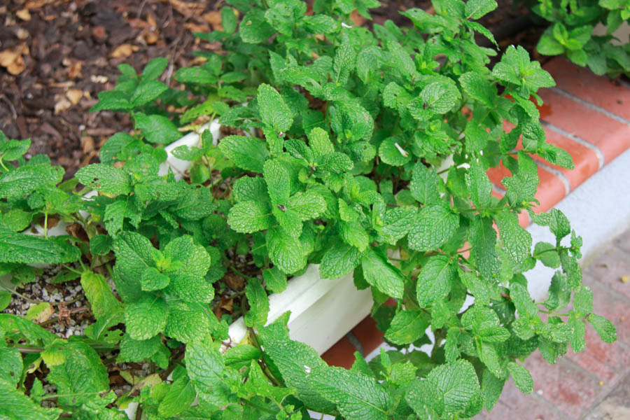 Paul and Sue's Vegetable Garden June 2016