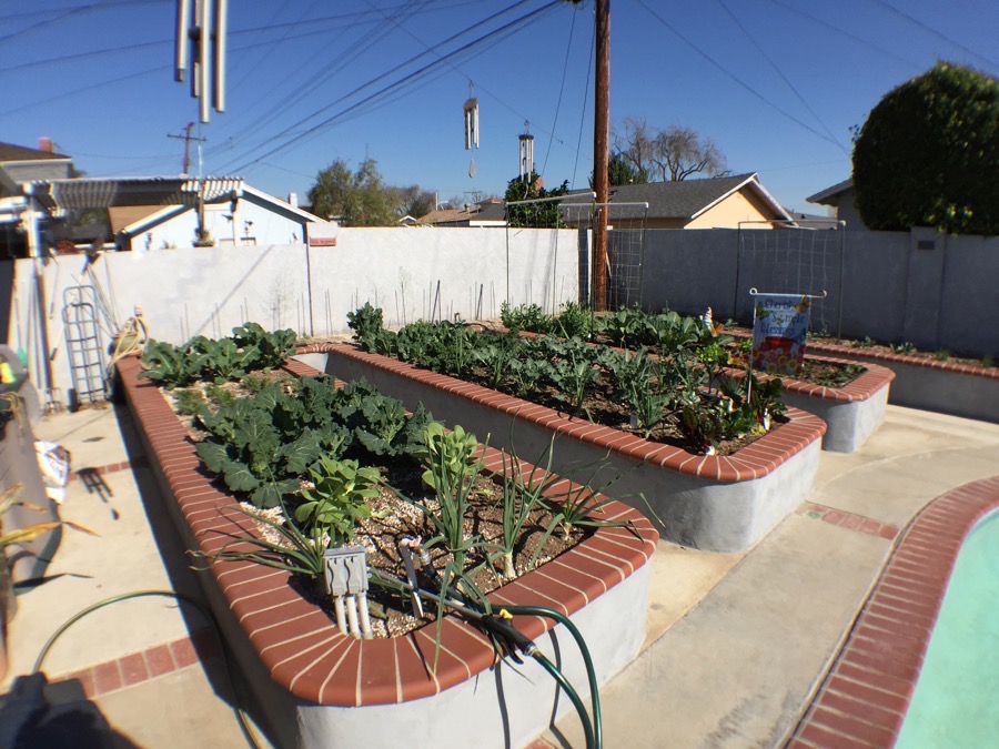 The beginning of May in the Liles' Garden