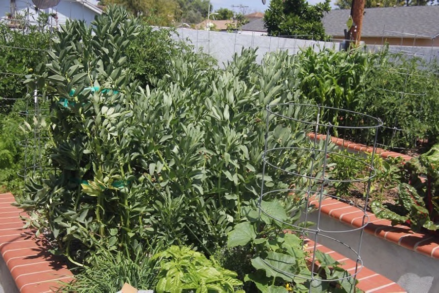 The beginning of May in the Liles' Garden