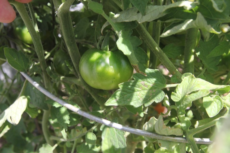 The beginning of May in the Liles' Garden