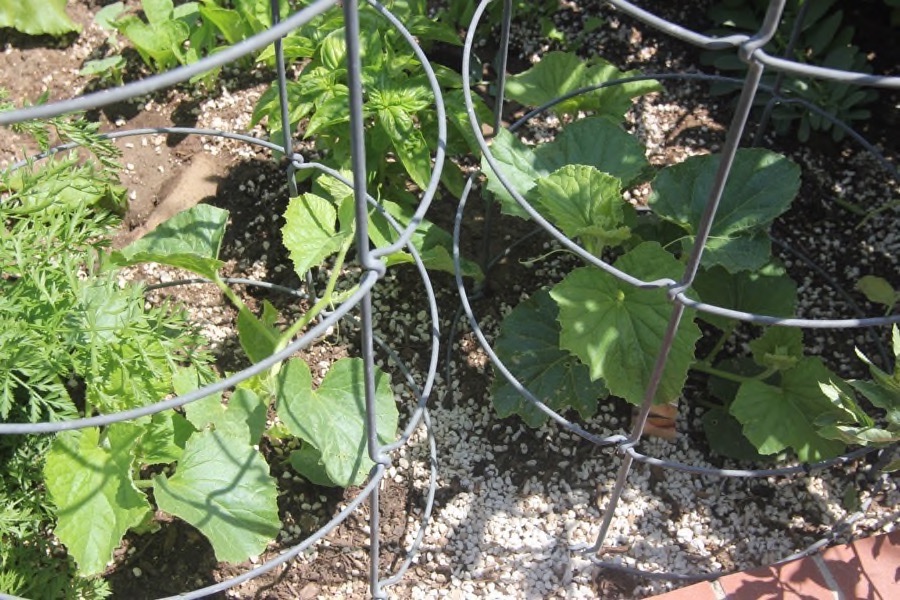 The beginning of May in the Liles' Garden