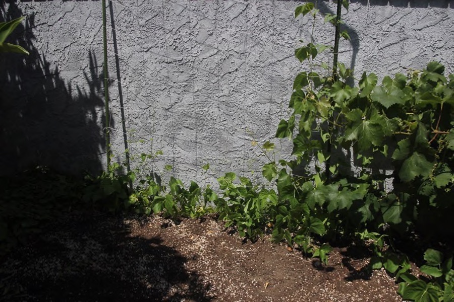 Paul && Sue's backyard garden May 1st 2016