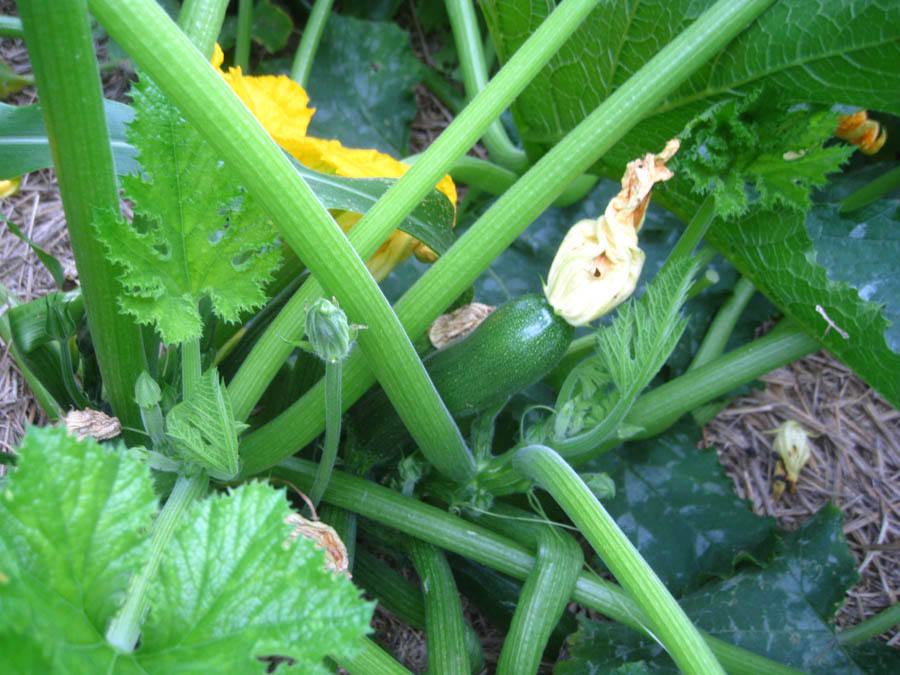 Early May 2017 in the garden