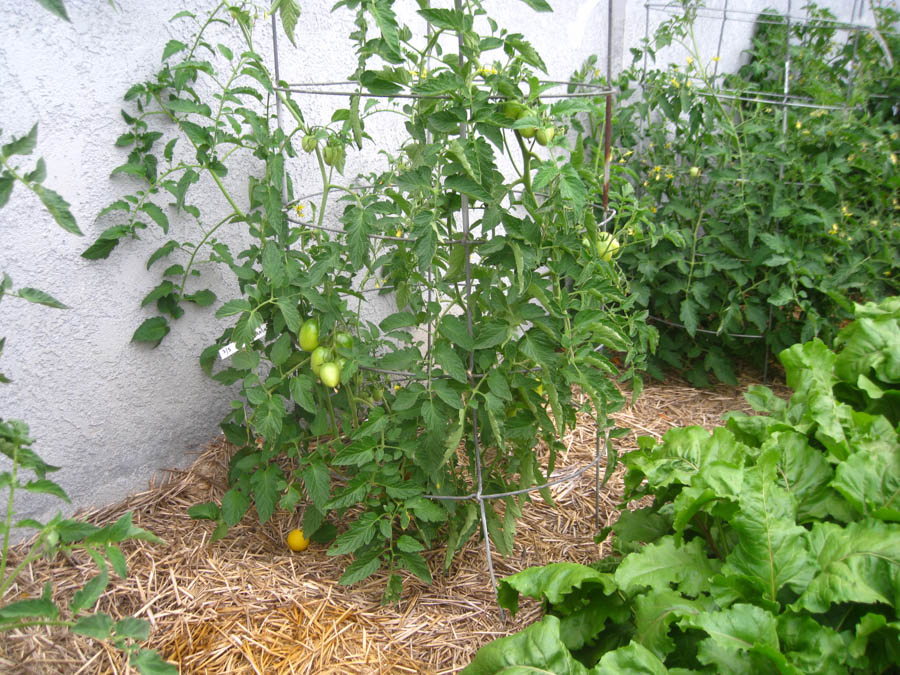 Early May 2017 in the garden