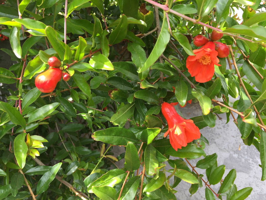 Early May 2017 in the garden
