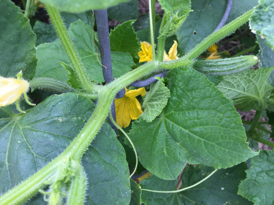 Early May 2017 in the garden