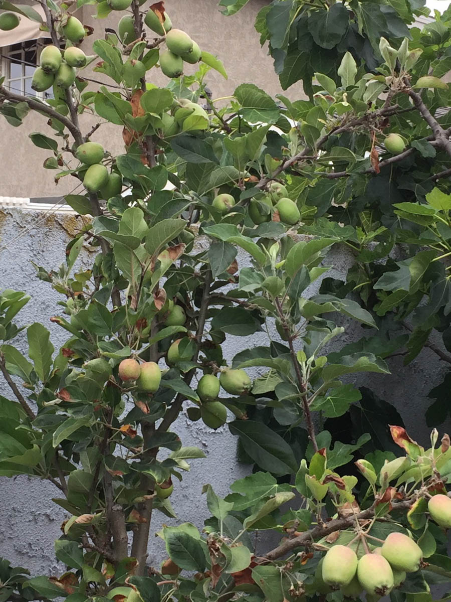 Early May 2017 in the garden