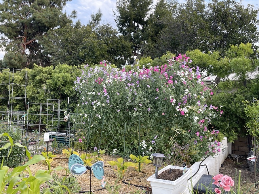 May 2023 In The Garden