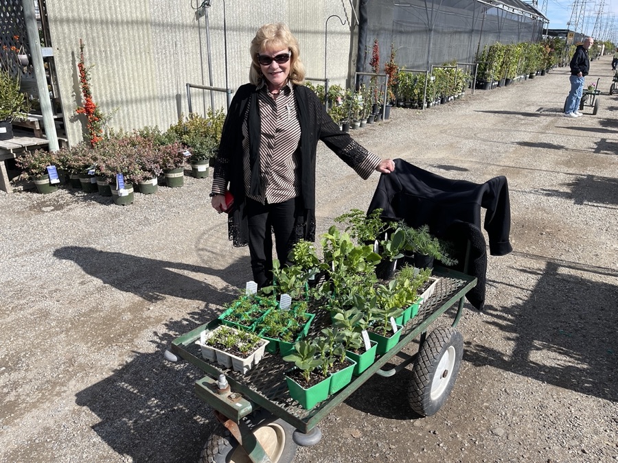 Casa VAlencia Gardens being made and the first crop, winter 2022