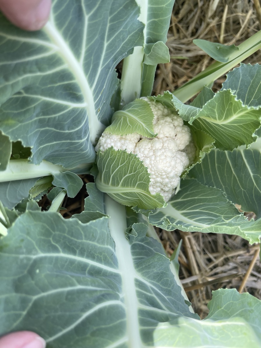 Casa VAlencia Gardens being made and the first crop, winter 2022