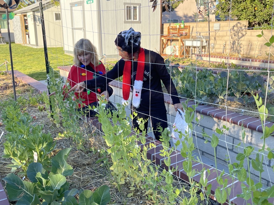 The winter 2022 garden comes alive