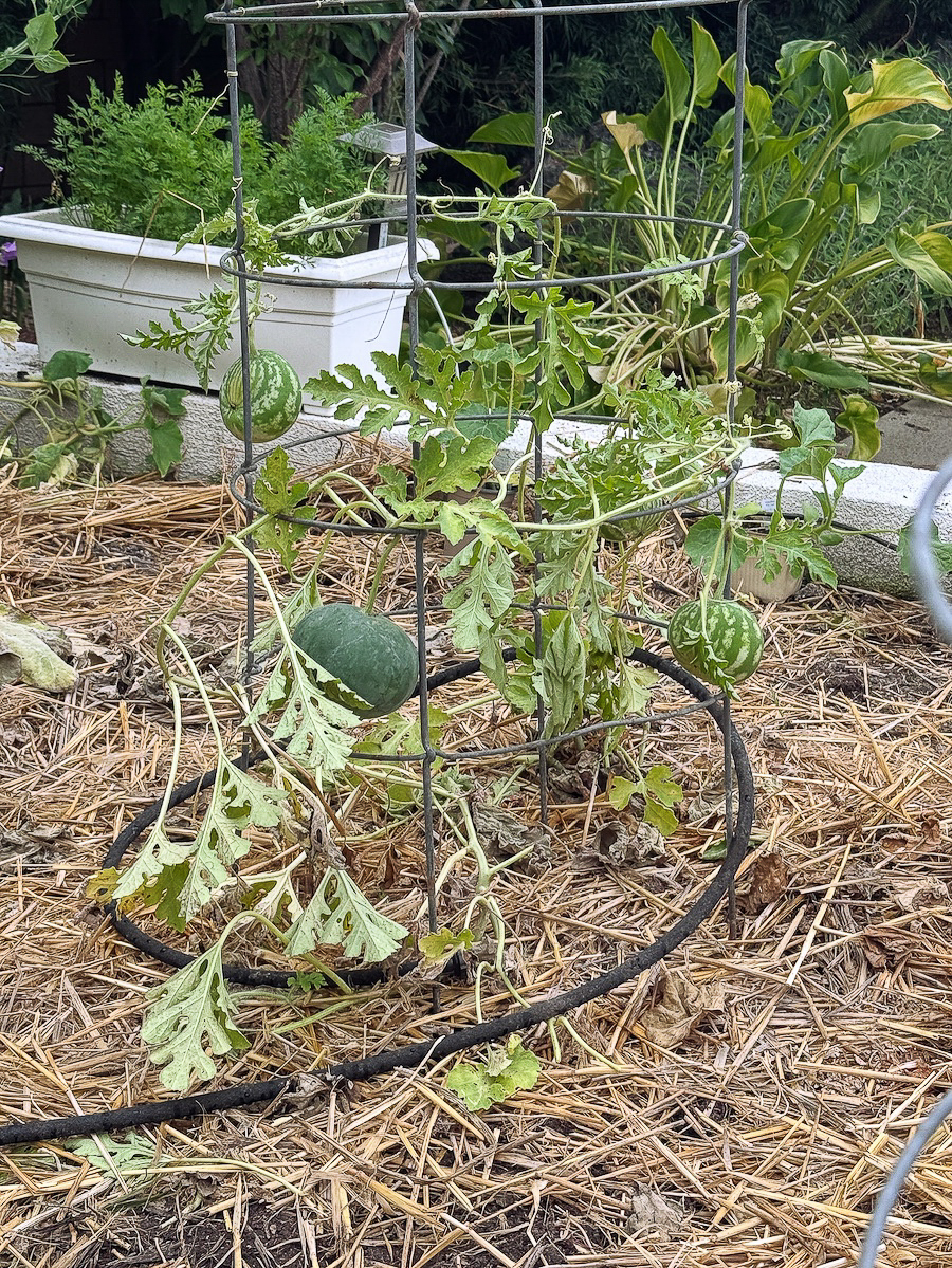 2026 In The Garden