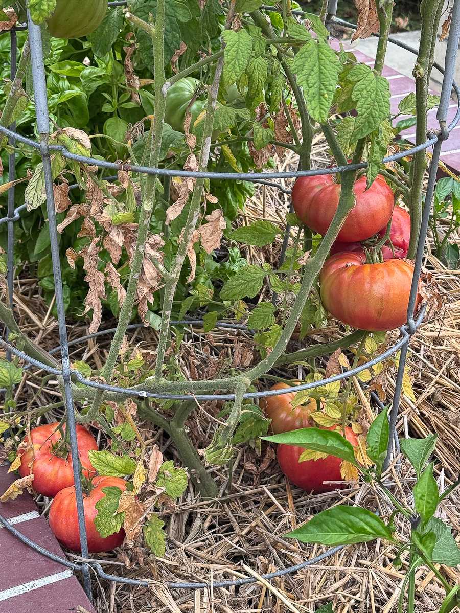 2026 In The Garden