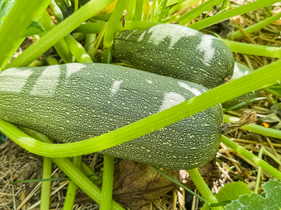 Mary and Paul's vegetable garden May 2025