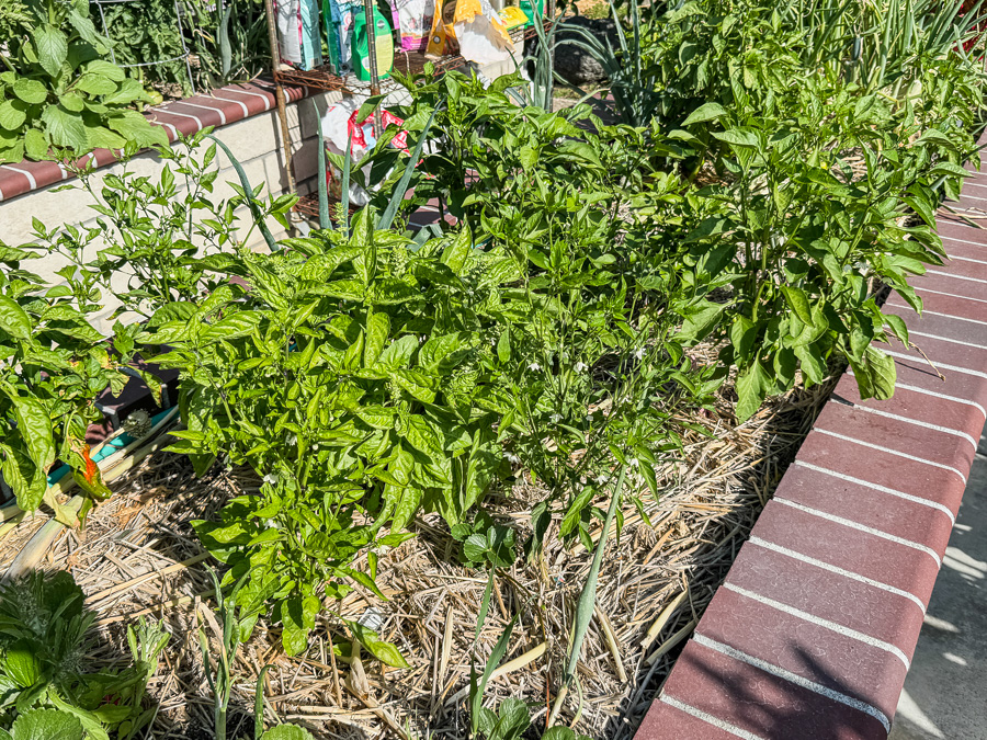 Mary and Paul's vegetable garden May 2025
