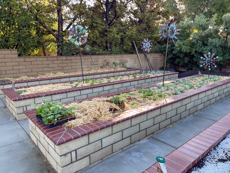 Mary & Paul's Casa Valencia Vegetable Garden being constructed