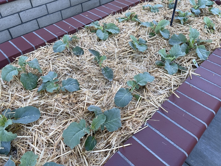 Mary & Paul's Casa Valencia Vegetable Garden being constructed