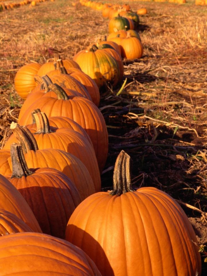 Rows Of Pumplkins