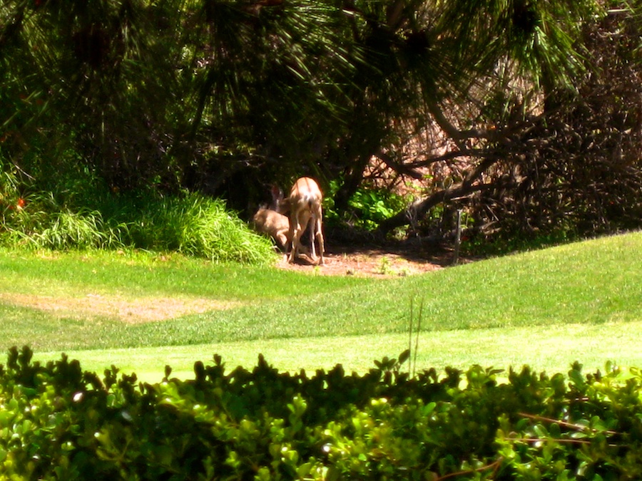 Time for golf with the Hencke's